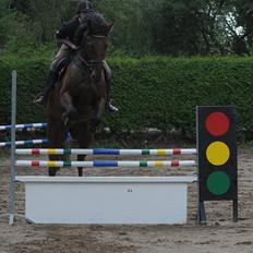 Holstener Wajes Capice (Følle)