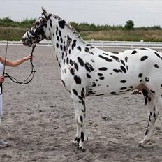 Knabstrupper Friis' Rex