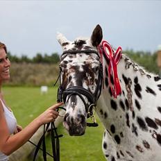 Knabstrupper Friis' Rex