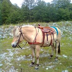Fjordhest Myklena