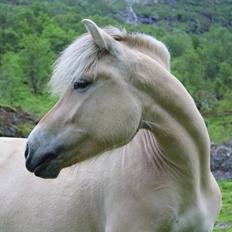 Fjordhest Myklena