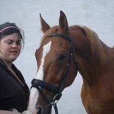 Dansk Varmblod Amber First