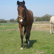 Dansk Varmblod Zentaro's delight