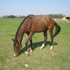 Dansk Varmblod Zentaro's delight