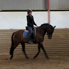 Dansk Varmblod Ellegaards Atea