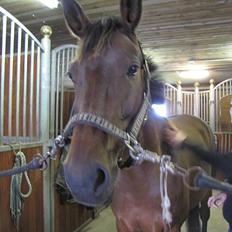 Dansk Varmblod Ellegaards Atea