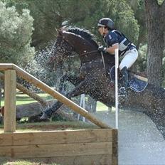 Belgisk varmblod Ulysse