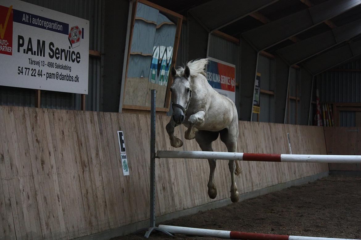 Anden særlig race Mr. Squigley/Canasta billede 17