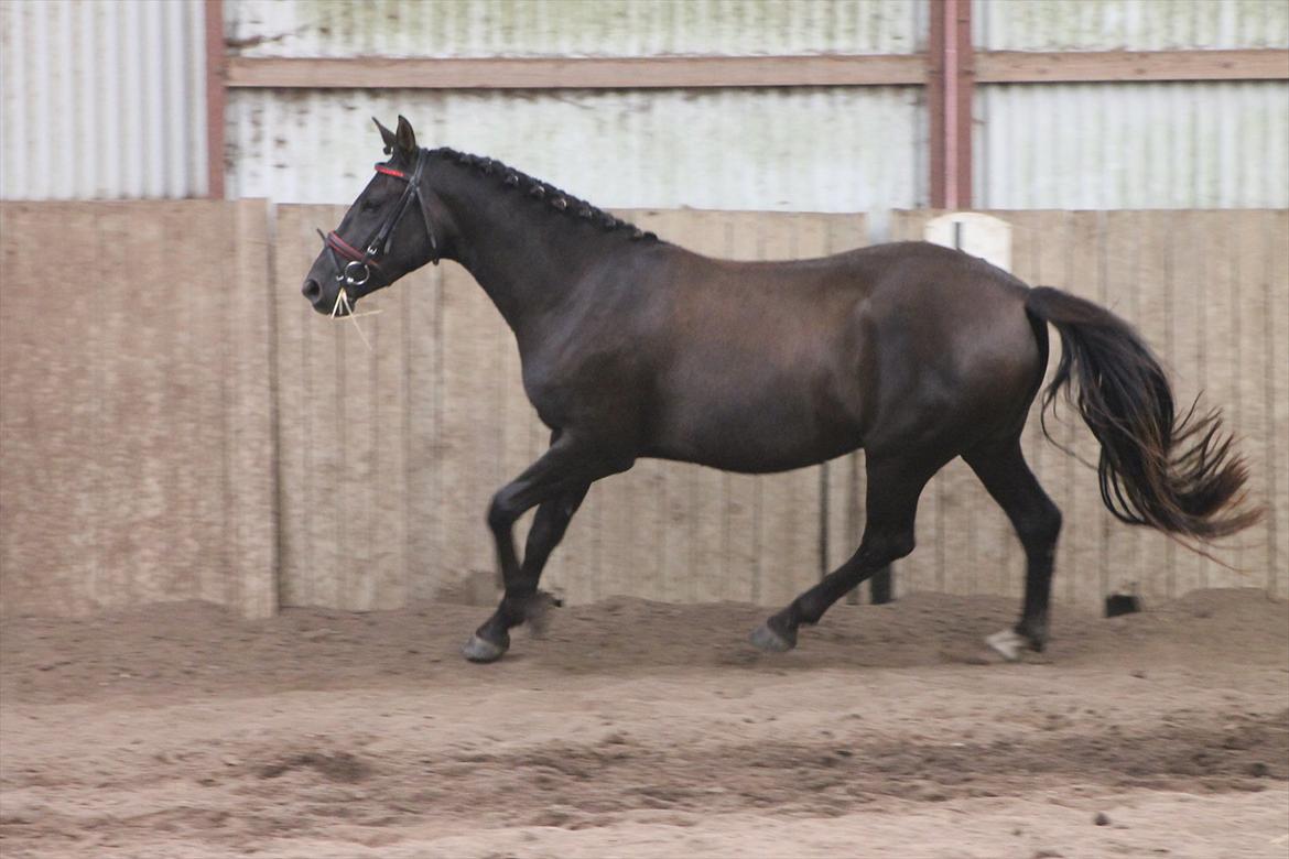 Frederiksborg Quintus Brentedal billede 13