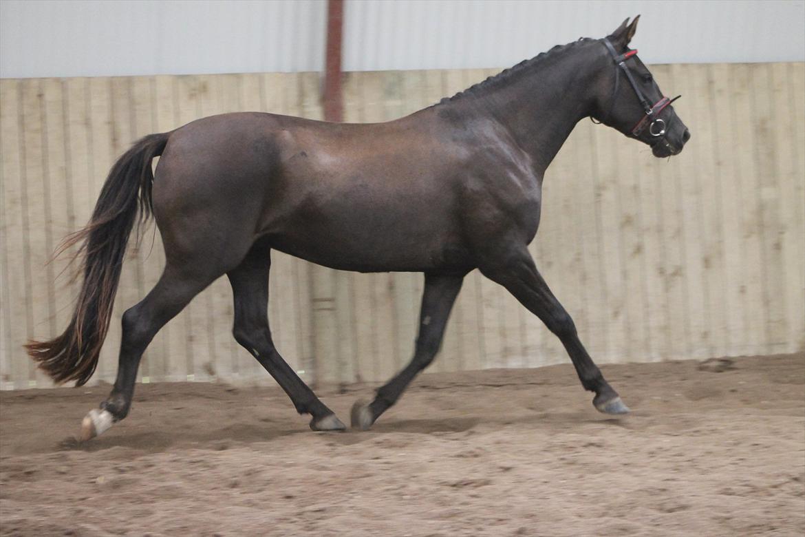 Frederiksborg Quintus Brentedal billede 14