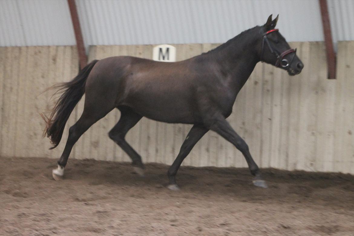 Frederiksborg Quintus Brentedal billede 15