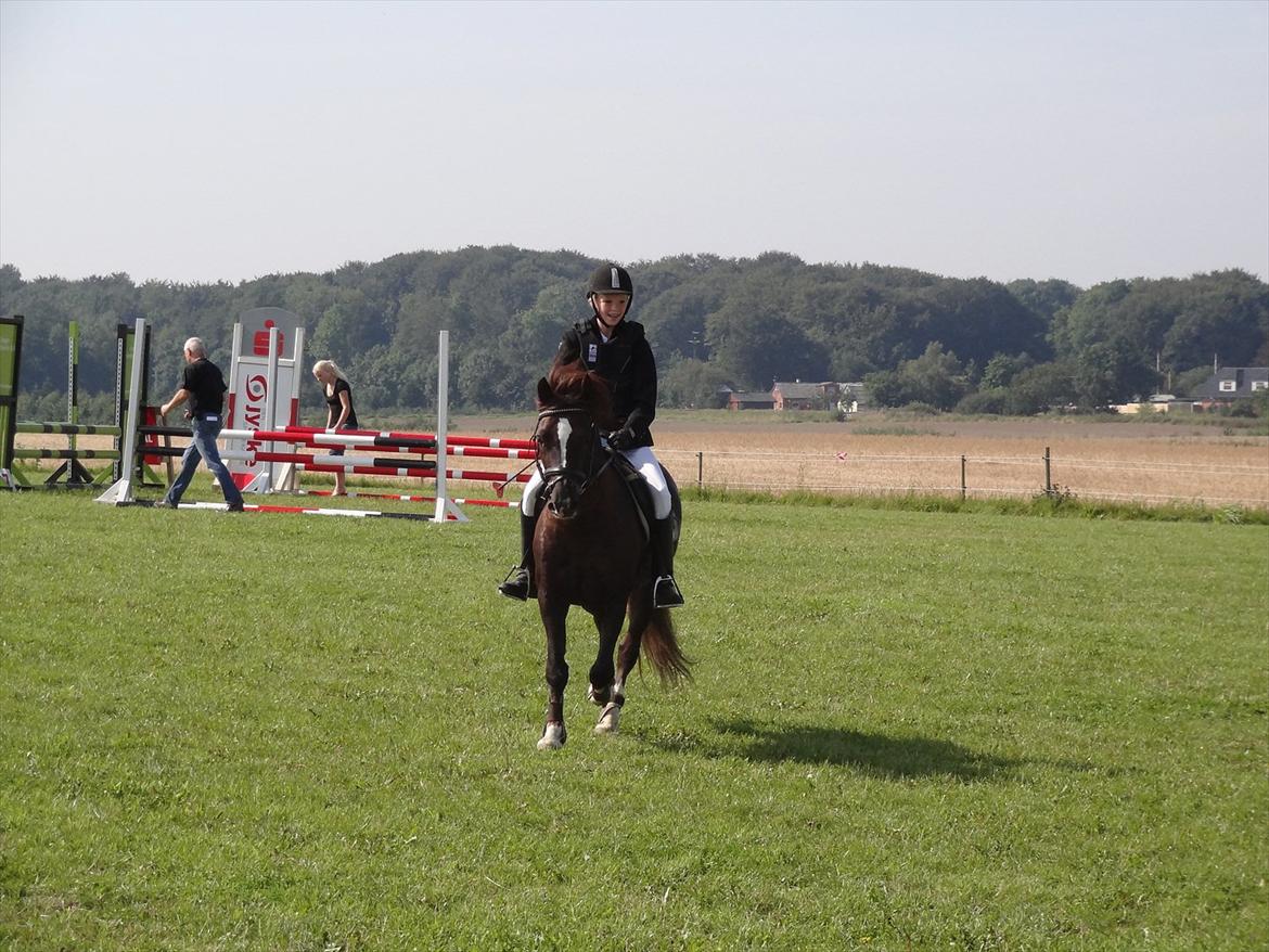 Welsh Pony af Cob-type (sec C) Felinmor Grand Slam SOLGT - Springstævne :-) billede 5