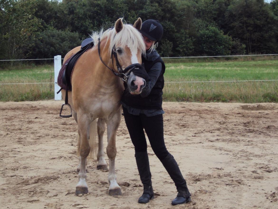Tyroler Haflinger Bonny billede 11