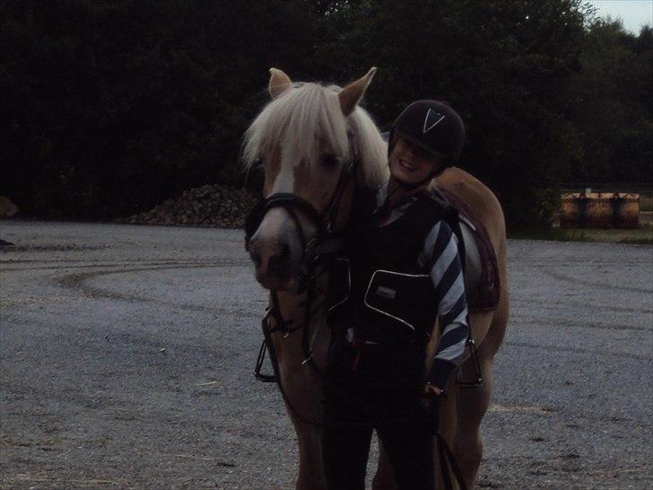 Tyroler Haflinger Bonny billede 13