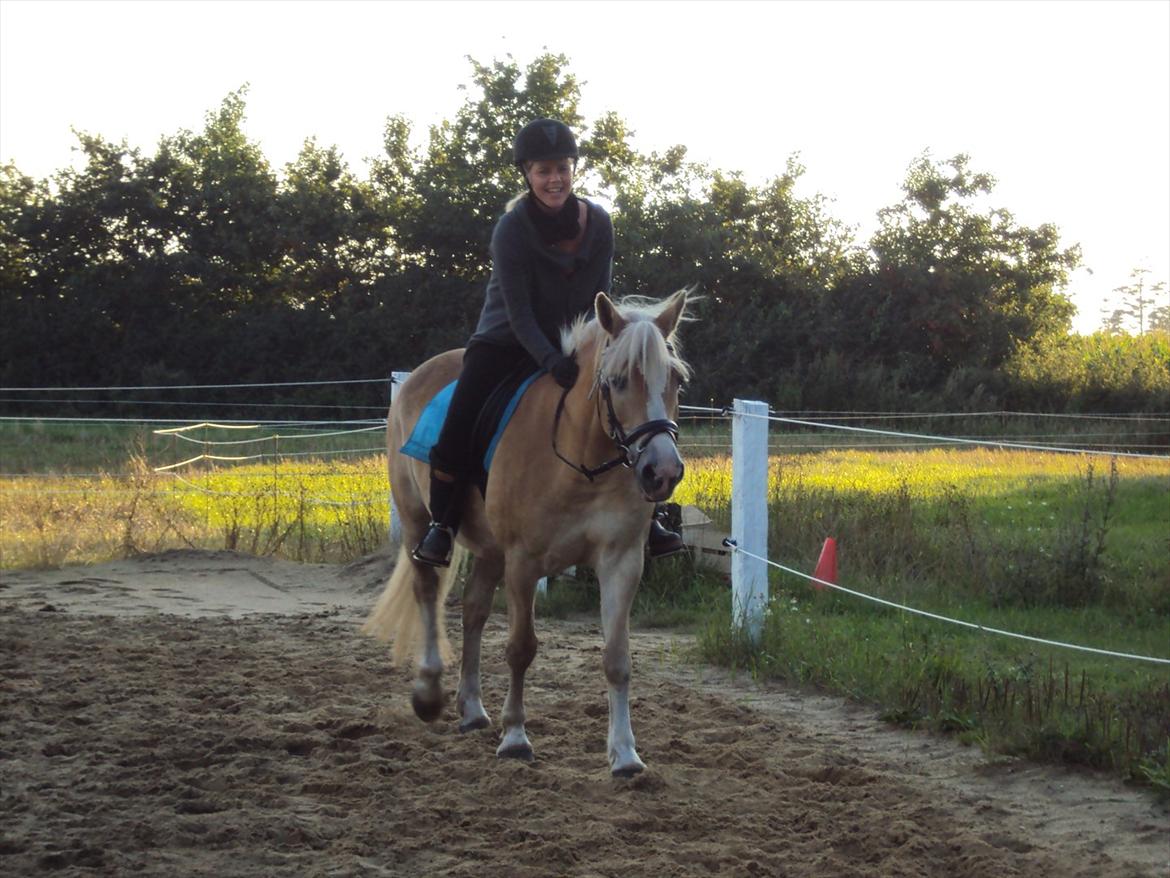 Tyroler Haflinger Bonny billede 14