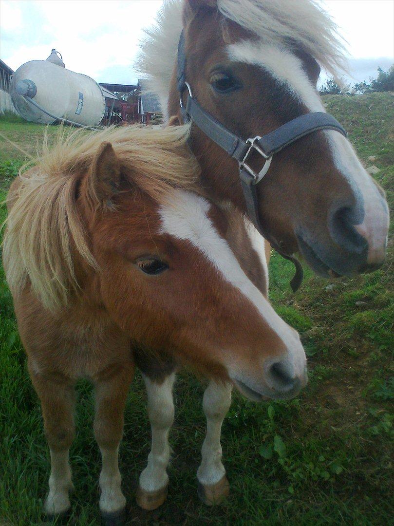 Shetlænder Mogli. billede 1