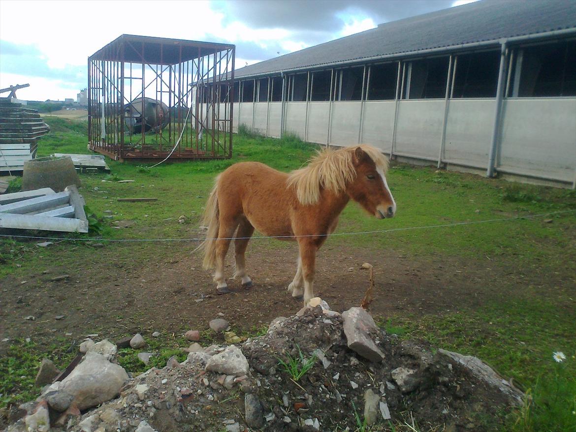 Shetlænder Mogli. billede 2