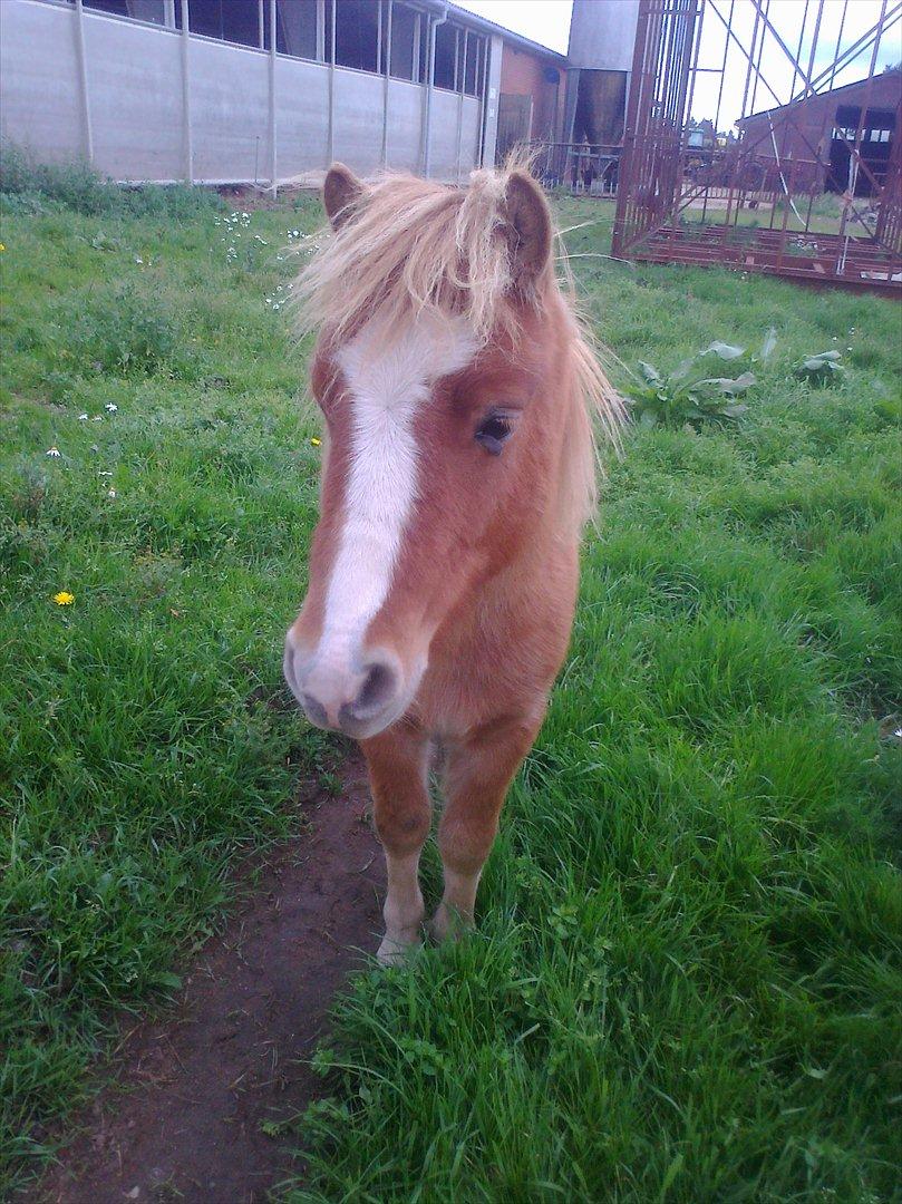 Shetlænder Mogli. billede 3