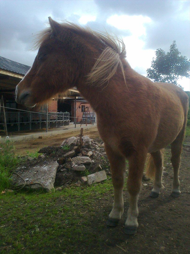 Shetlænder Mogli. billede 4