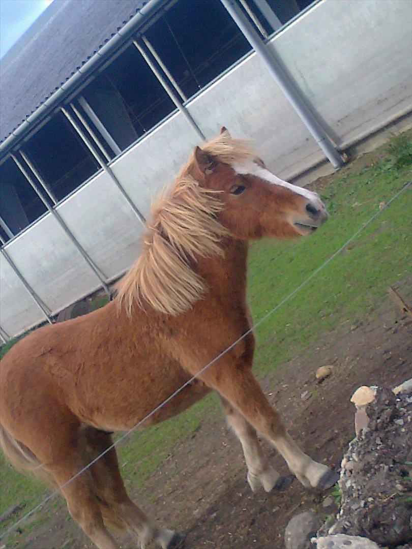 Shetlænder Mogli. billede 5