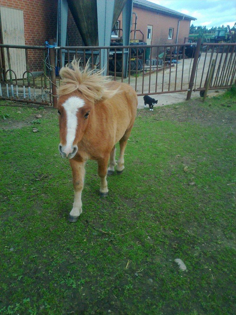 Shetlænder Mogli. billede 6