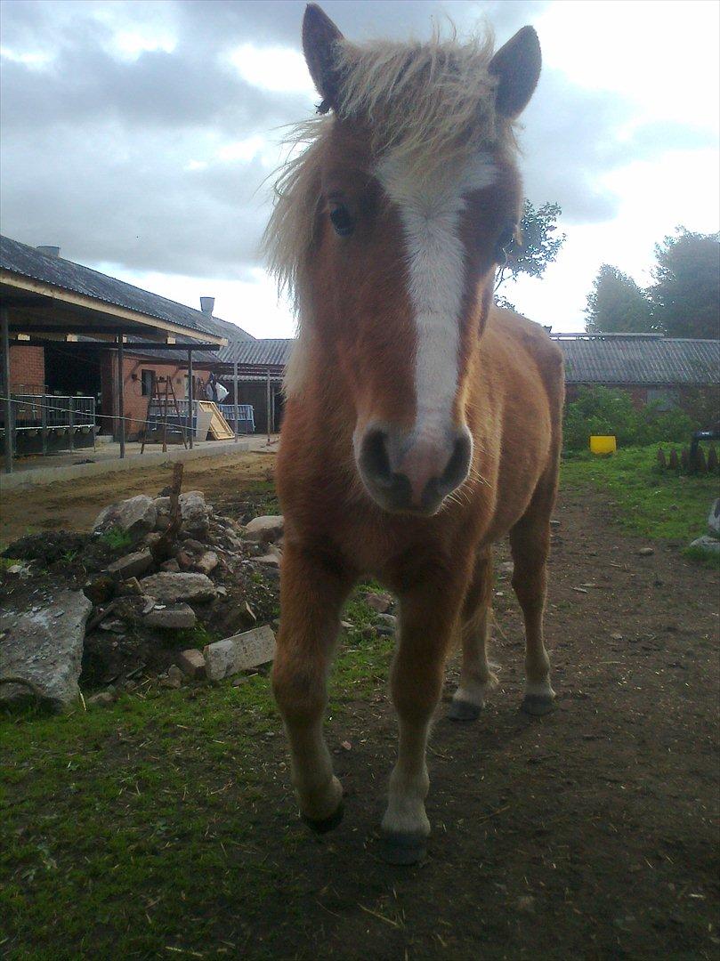 Shetlænder Mogli. billede 7