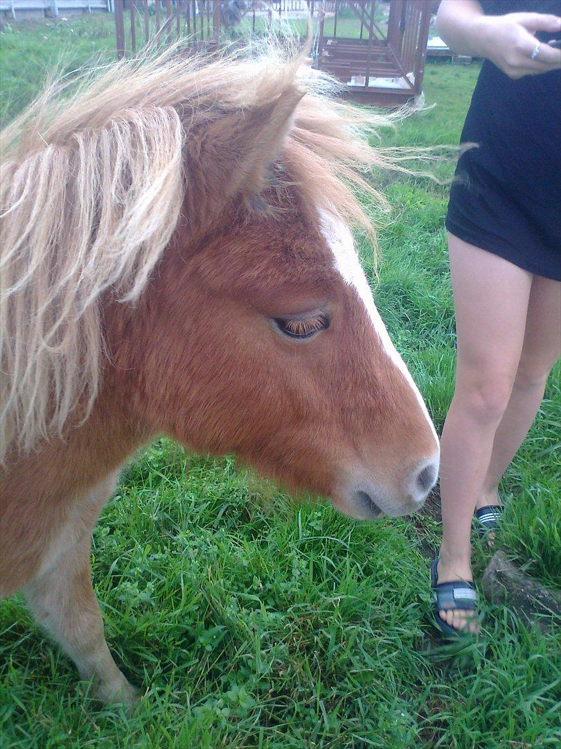 Shetlænder Mogli. billede 8