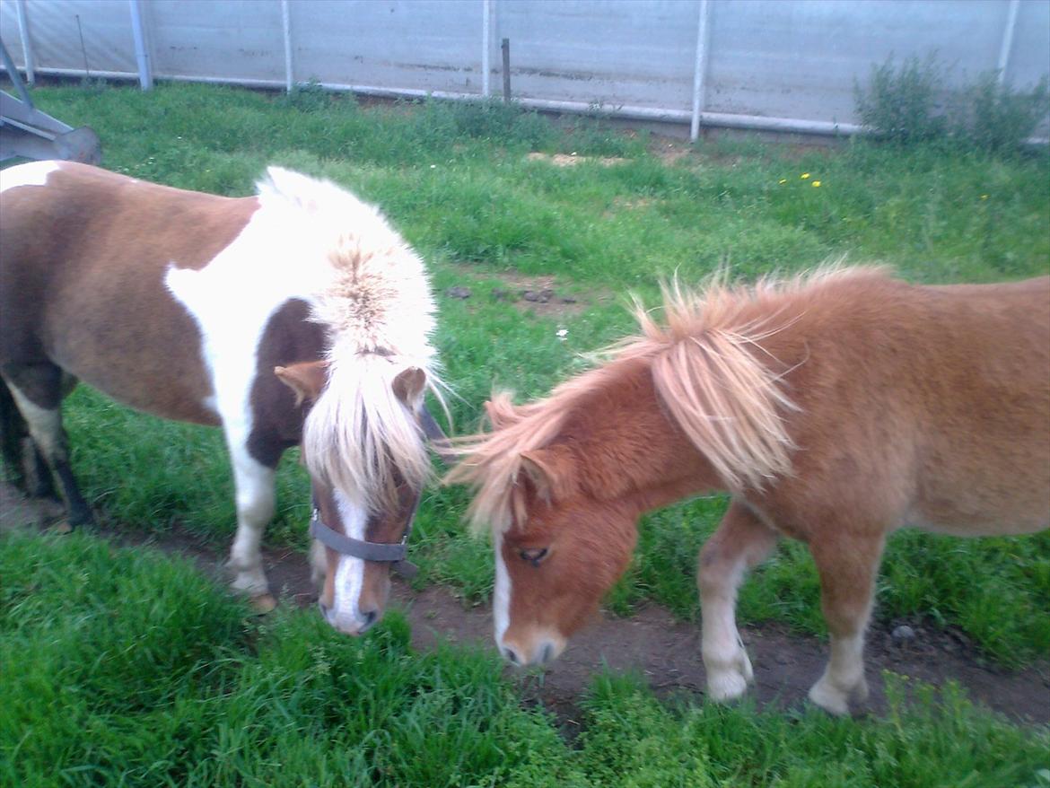 Shetlænder Mogli. billede 9