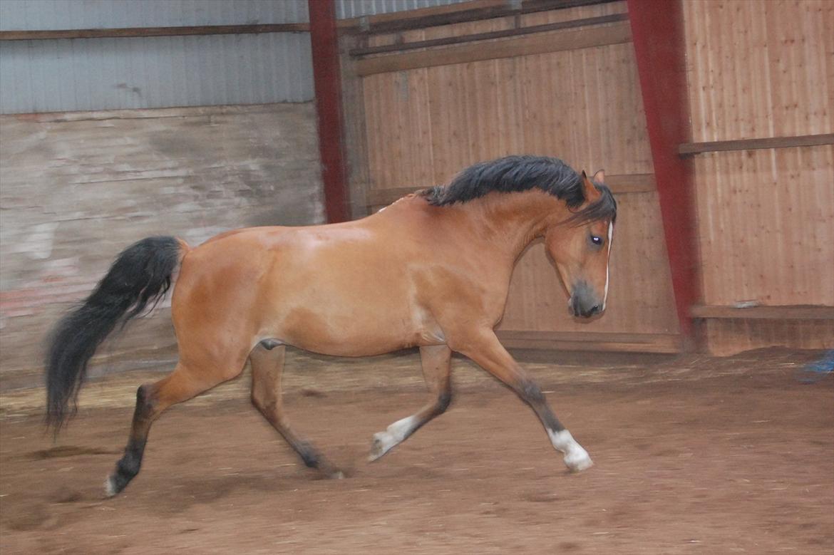 DSP Bæklunds Lombard billede 8