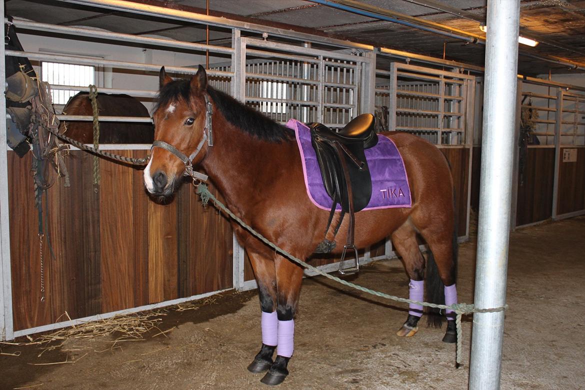 New Forest Golden Flicka Star - I stalden billede 14