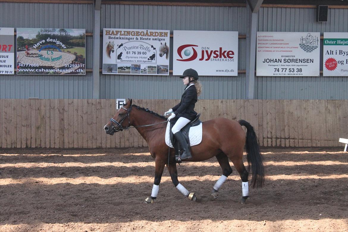 New Forest Golden Flicka Star - Indridning i skridt! billede 13