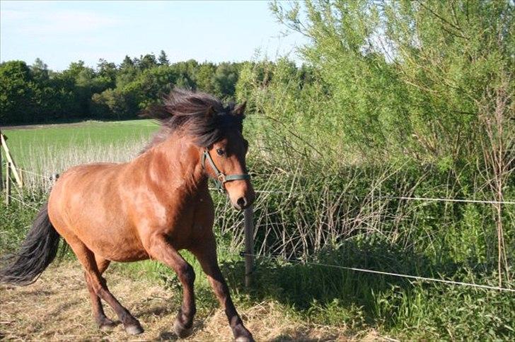 Islænder Erpir fra Gudenådalen - Sommer. Tager lige en løbetur billede 2