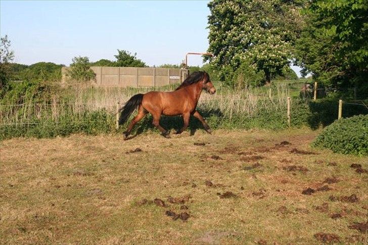 Islænder Erpir fra Gudenådalen billede 5