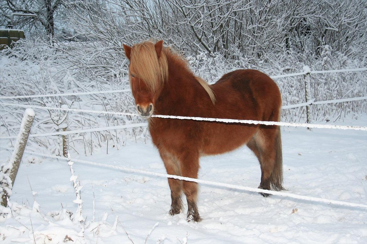 Islænder Frami fra Gudenådalen - Vinter 2010 billede 9