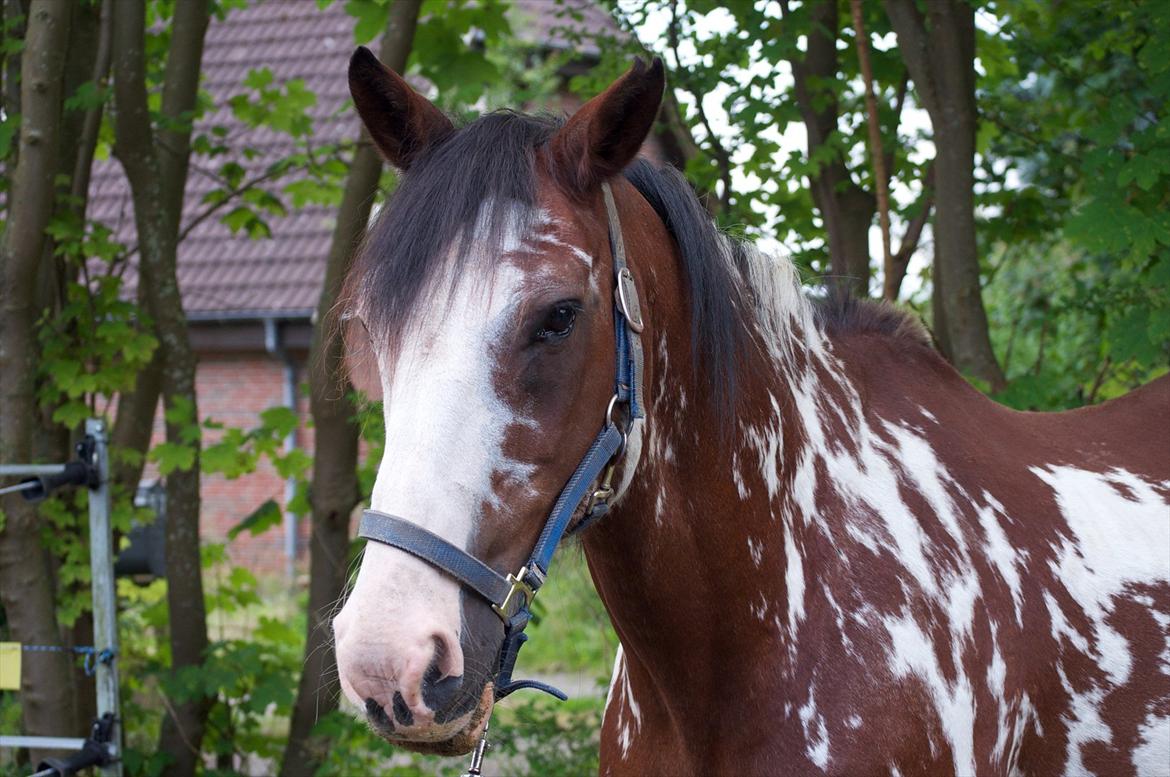 Criollo Don Pedro [HIMMELHEST] - Der har vi udtrykket igen :D billede 9