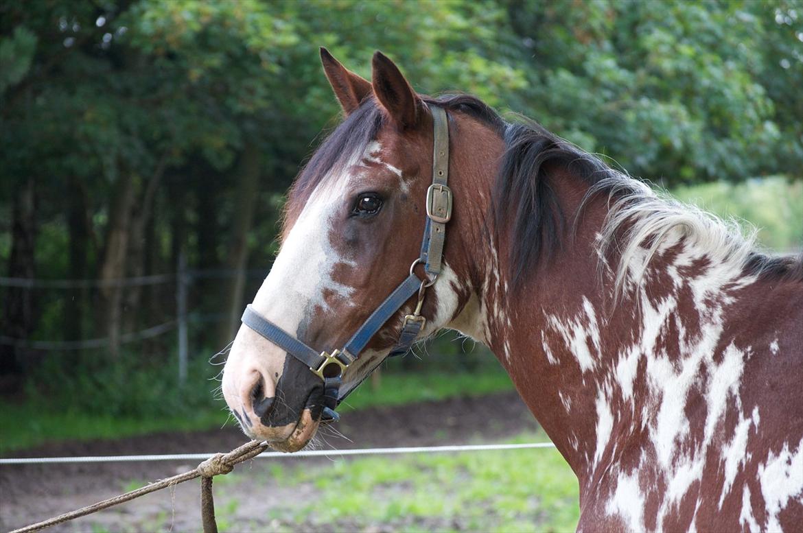 Criollo Don Pedro [HIMMELHEST] billede 12