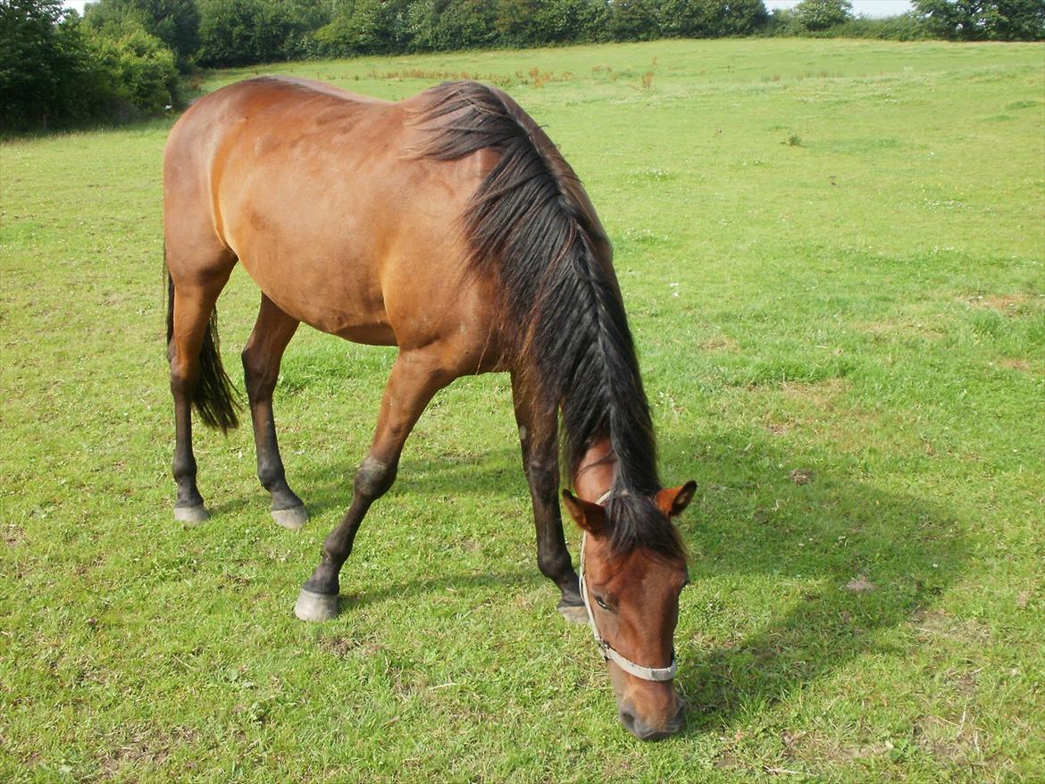 Traver Luke billede 8