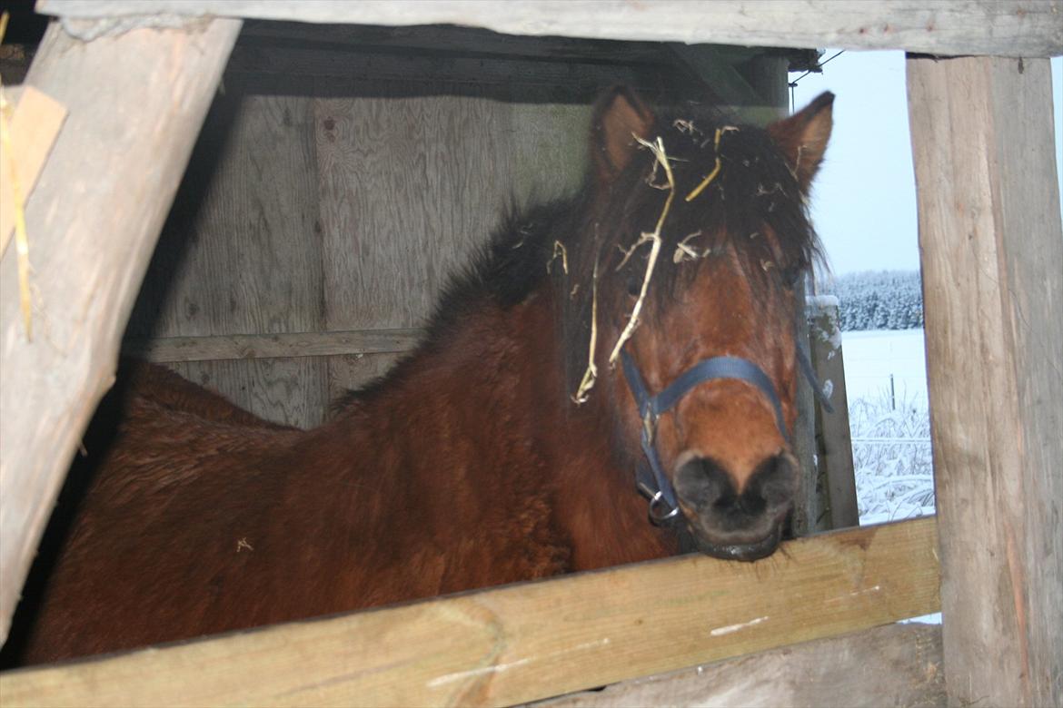 Islænder Erpir fra Gudenådalen - Vinter 2010 billede 6