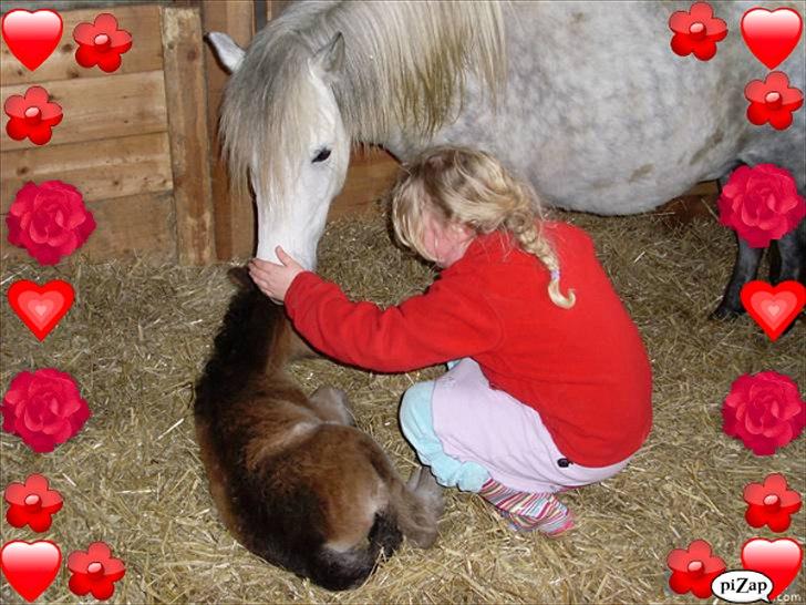 Anden særlig race Wendy solgt - mig , wendy og lady
 billede 2