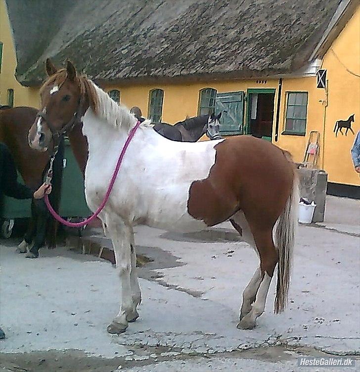 Pinto Ginger * Part * <3 - Hej og velkommen til Ginger's profil (; billede 1