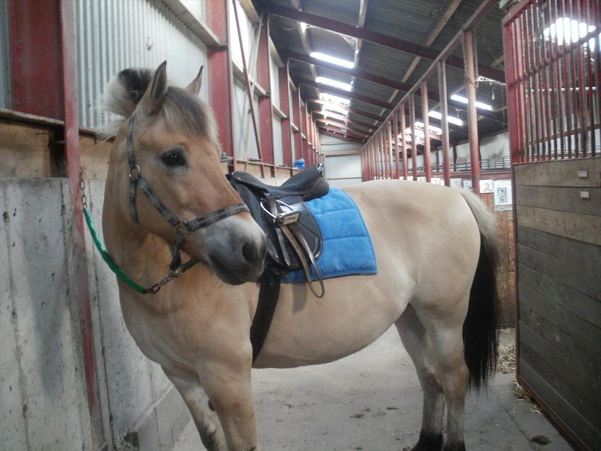 Fjordhest Prins - Prins på staldgangen. Klar til endnu en hyggelig ridetur. billede 1