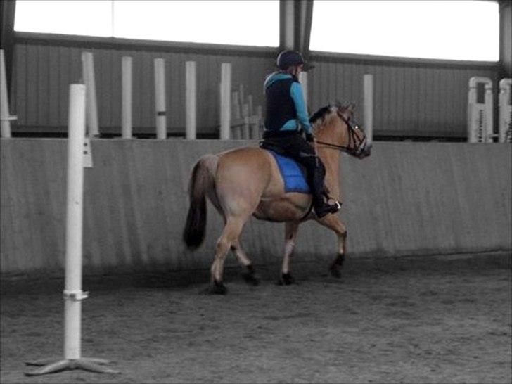 Fjordhest Prins - Prins og mig til ridelejr. billede 2