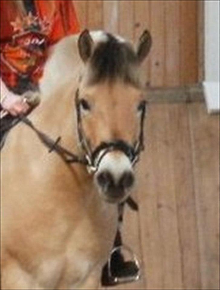 Fjordhest Prins - Bassen ;-) billede 3