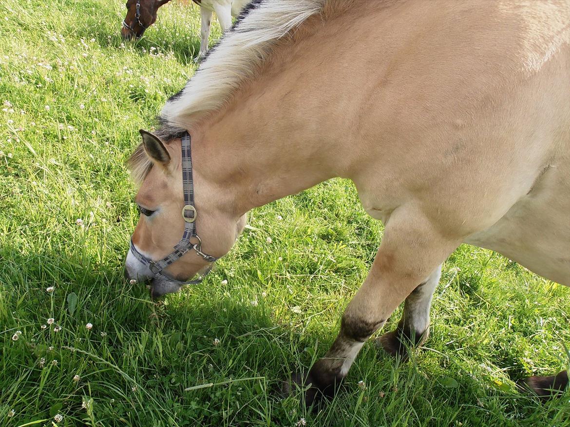 Fjordhest Prins - Pins på fold. billede 4