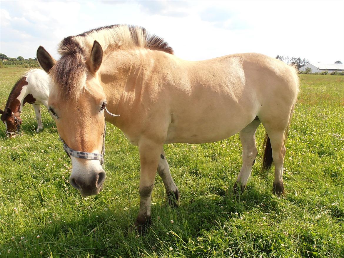 Fjordhest Prins - sommer 2011 billede 5