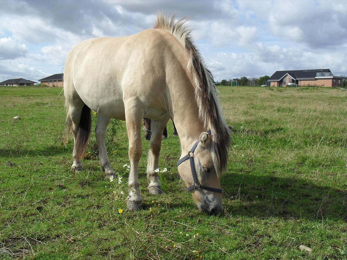 Fjordhest Fjolle - fold billede 5
