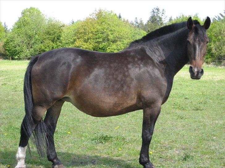 Anden særlig race Chanell  billede 9