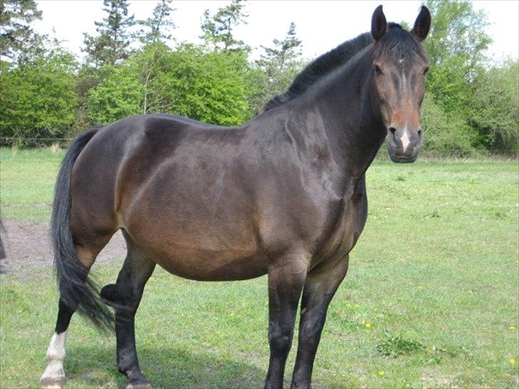 Anden særlig race Chanell  billede 18