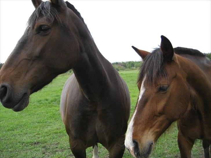 Anden særlig race Chanell  billede 2