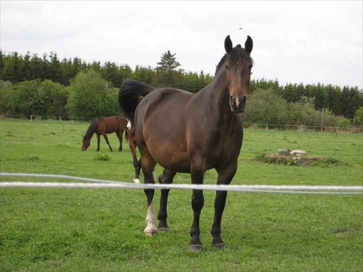 Anden særlig race Chanell  billede 19